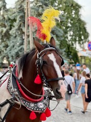 A brown horse in a bridle decorated with feathers.  