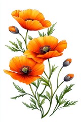 Fototapeta premium Vibrant Orange Poppies on White Background