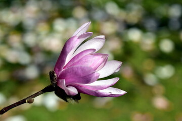 Obraz premium Aufgehende Knospe einer Magnolie