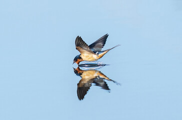 A Barn Swallow bird in flight taking a quick drink of water as it swoops down upon a clear blue lake.