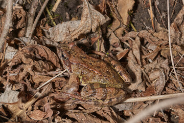 A frog sits on dry foliage in a meadow in the floodplain of a river. Spring.