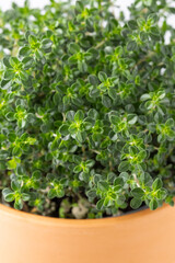 Detail of foliage of aromatic green thyme bush in clay pot as floral background. Kitchen aroma herbs collection.