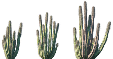 Set of Pachycereus schottii (Totem pole cactus) in sunny daylight frontal isolated png on a transparent background perfectly cutout