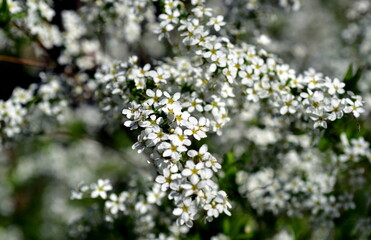 Blühender Thunbergs Spierstrauch im Frühling
