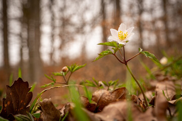 Anémone sylvestre