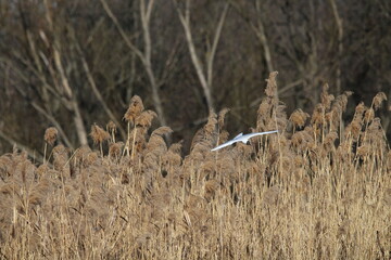 Black-headed Gulls in flight under a blue sky on a pond in Czech republic. The Black-headed Gull, with its dark chocolate-brown head in breeding season. Black-headed gull (Chroicocephalus ridibundus)
