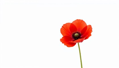 Fototapeta premium Single red poppy flower on white background in minimal style