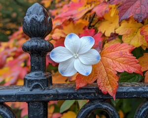Fototapeta premium Delicate white flower with blue tips rests on a black metal fence, set against a backdrop of vibrant autumn foliage