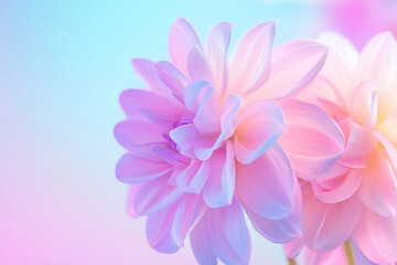 Obraz premium close-up of pastel-colored beautiful flowers on pastel gradient background, romantic floral banner
