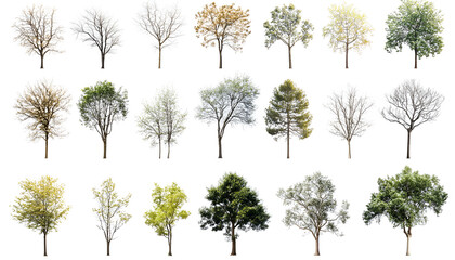 Set of different trees isolated on white background
