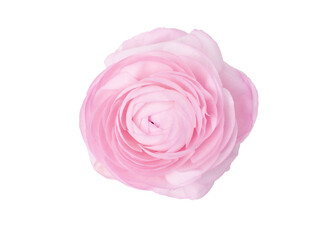 close-up of a soft pink ranunculus flower isolated against a crisp white background, showing off its intricate layers of petals and soft, romantic hue,