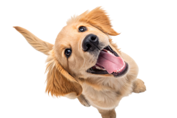 Adorable Golden Retriever puppy with head tilted back wide open mouth. isolated
