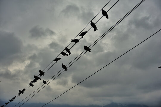 Birds on wires against black cloudy sky