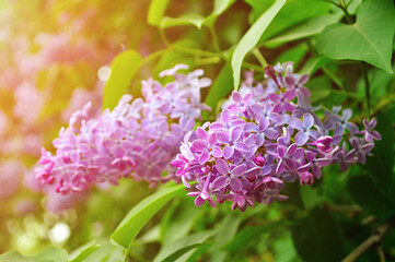 Obraz premium Pink bright lilac flowers in spring blossom - closeup, soft focus and pastel tones applied. Spring background of blossoming lilac