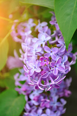 Obraz premium Pink lilac flowers in bloom - spring floral background. Pastel and soft focus processing