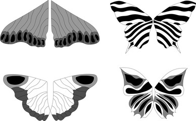 
sketch of butterfly wings on white