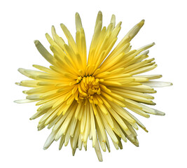 Chrysanthemum grandiflorum flower on transparent background