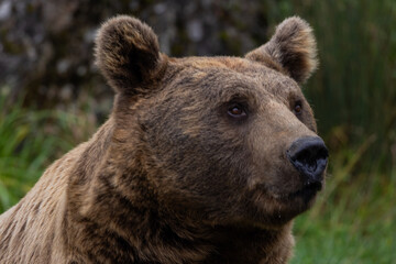 Wild Brown Bear (Ursus Arctos) in the summer forest. Animal in natural habitat. Wildlife scene