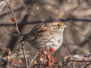 A close up of a White-throated Sparrow feeding on the berries of a bittersweet vine