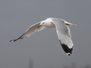 A adult Ring-billed Gull in flight