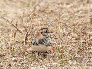 A Lapland Longspur on the ground amongst dry, brown grass
