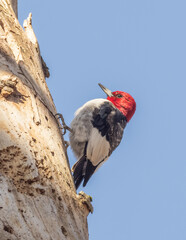 An immature Red-headed Woodpecker perched on the side of a tree