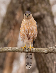 An adult Cooper's Hawk perched on a small tree branch