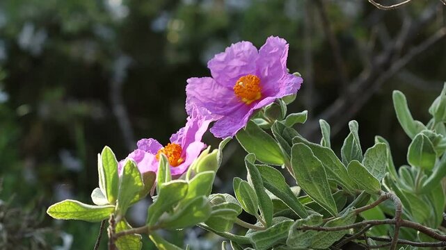 Arbusto cistus albidus en primavera con flores movidas por el viente entre sombras y luz del sol, Alcoy, Espa&ntilde;a