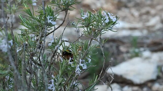 Abejorro bombus terrestris camina y vuela entre flores de romero, Alcoy, Espa&ntilde;a