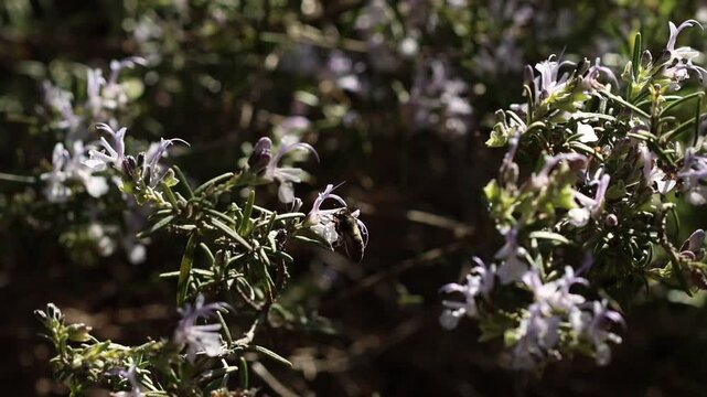 Polen en suspensi&oacute;n junto a abeja mel&iacute;fera a contra luz en planta de romero, Alcoy, Espa&ntilde;a