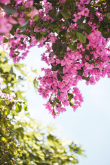 A bright bougainvillea on a blue sky on a sunny day