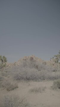 Joshua Tree National Park 2025 - SLOG3