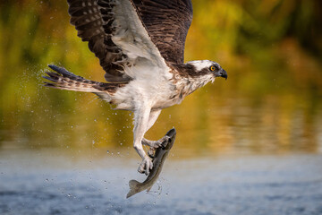 Osprey (Pandion haliaetus). Raptor seizes struggling fish in sharp talons mid-lift. Shallow lake with blurred golden reed reflections. Precision and strength frozen in split-second motion.