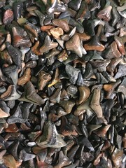 sharks teeth pile texture
