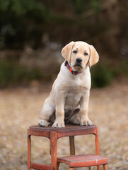 yellow labrador puppy sitting on rusty step stool