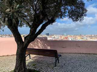 Wooden bench under olive tree overlooking cityscape, peaceful urban nature setting, travel...