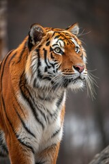 Fototapeta premium Majestic Tiger Gazing Thoughtfully in the Wild Generative AI