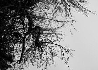 silhouette of a tree
