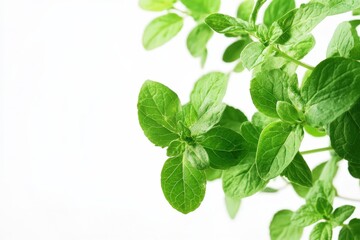 Fototapeta premium Close up of fresh green oregano herb plants on white