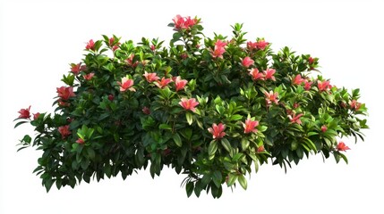 Fototapeta premium Blooming Azalea Bush with Pink Flowers and Green Leaves on White