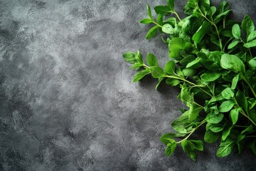 Fresh green herbs on a textured gray surface are shown