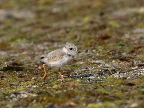 A recently fledged Piping Plover chick running across a beach