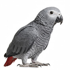 Fototapeta premium African Grey Parrot on a white background