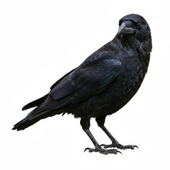 Fototapeta premium Crow isolated on a white background