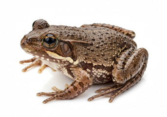Fototapeta premium Frog isolated on a white background