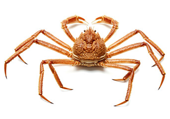 Obraz premium Japanese Spider Crab isolated on a white background