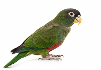 Jardine's Parrot isolated on a white background