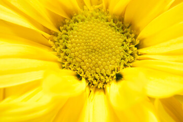 Top view, closeup, macro of, a center area of, a Gerbera daisy with strobe lighting