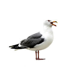 Seagull on a white background