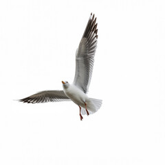 Obraz premium Seagull on a white background